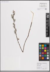 Foto von Salix cinerea L.